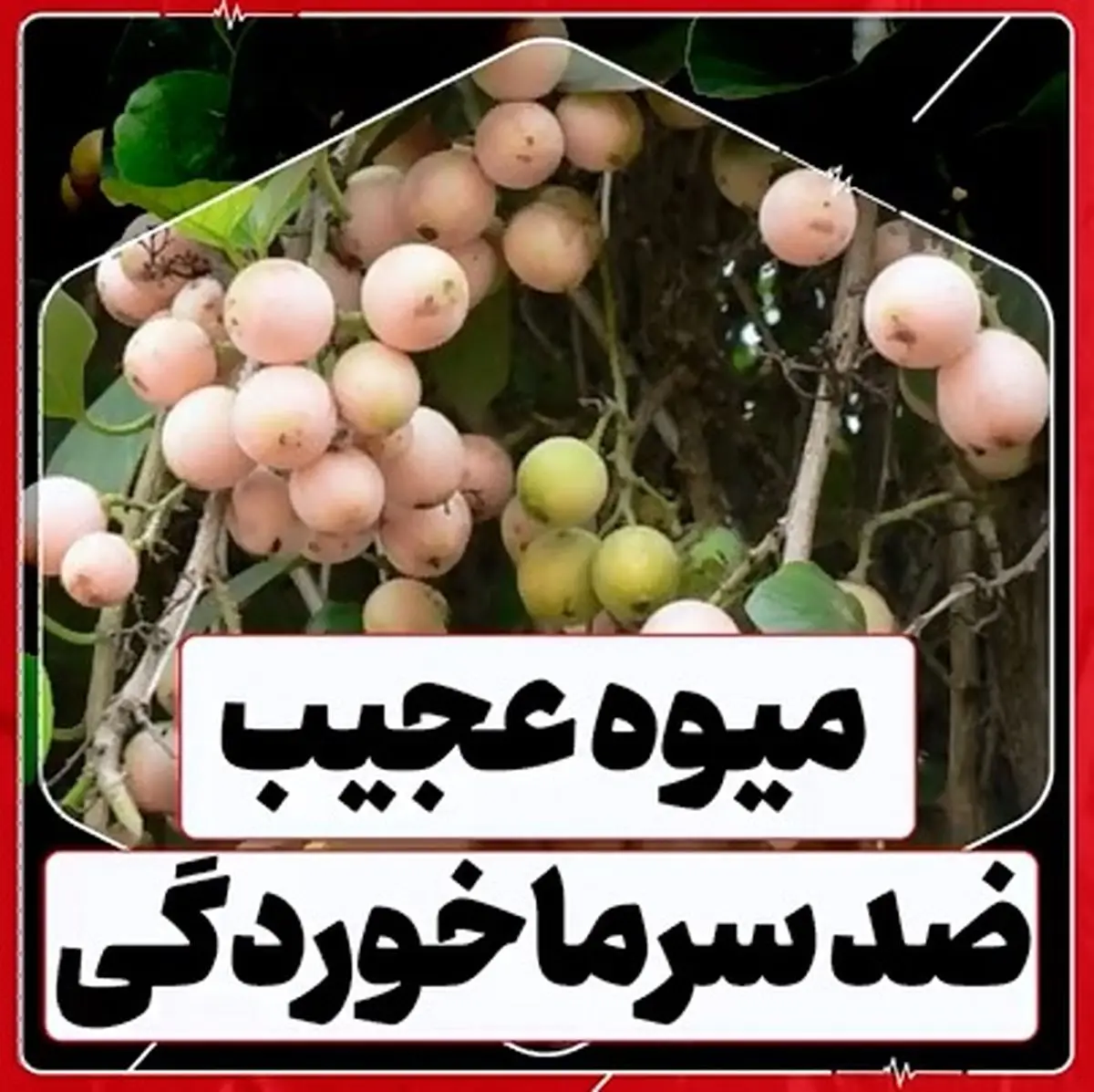 این میوه ضدسرماخوردگی است + فیلم