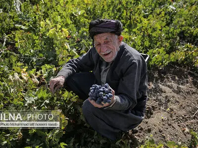 برداشت  انگور سیاه در کردستان 