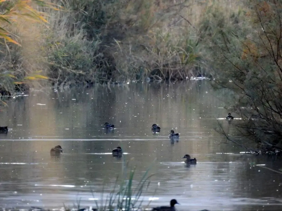 تالاب بیشه‌دالان میزبان نخستین پرندگان مهاجر شد

