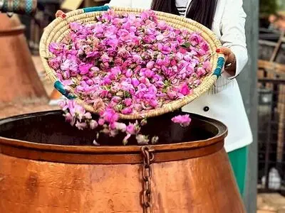 پرونده ثبت جهانی میراث ناملموس گلاب‌گیری سنتی ایران به یونسکو ارسال شد/ پیگیری چند ملیتی پرونده جشن مهرگان و ساز رباب