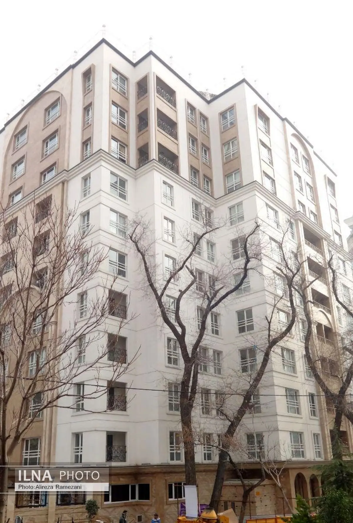 رویش "سرو نقرهای" نتیجه زمین خواری در خیابان فرشته