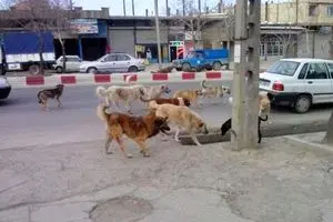 ضرورت مدیریت محله‌محور سگ‌های پرسه‌زن