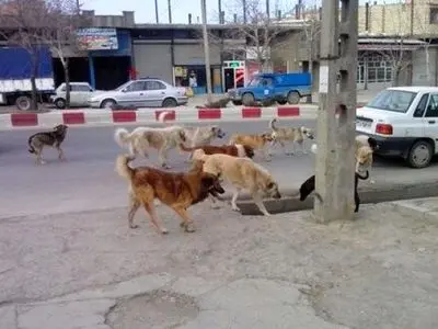 ضرورت مدیریت محله‌محور سگ‌های پرسه‌زن


