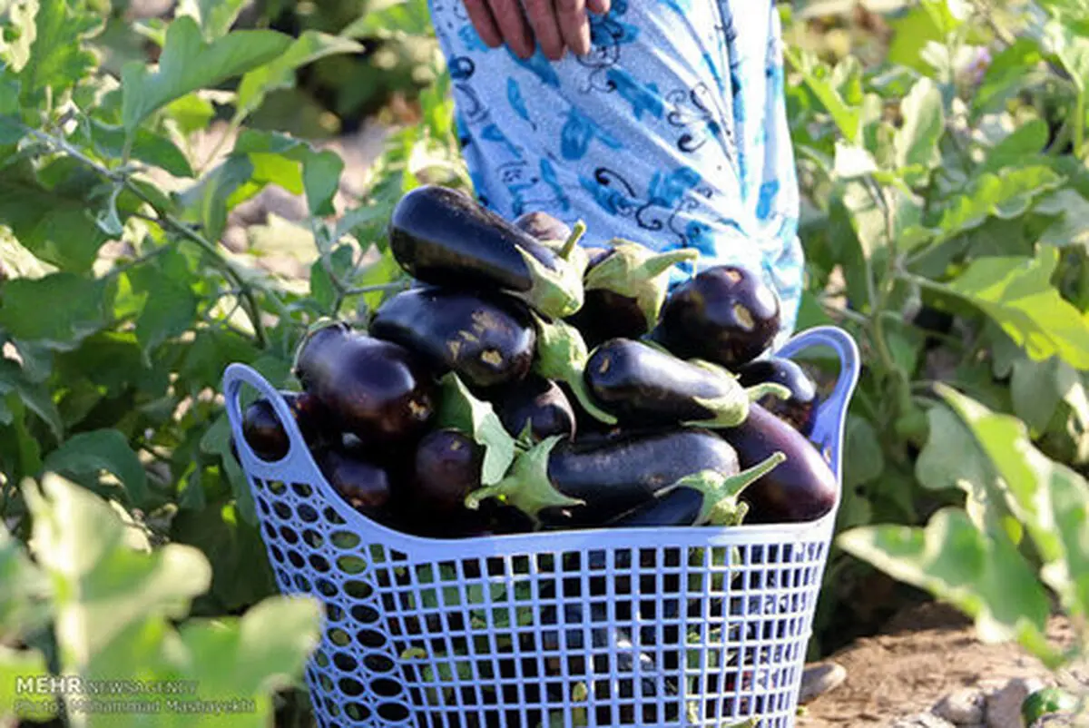 درخواست از صنایع تبدیلی برای کمک به بادنجان‌کاران/ آمار نادرست و بی‌برنامگی دلیل تکرار مشکلات/ مسئولان نگران آینده تولید باشند