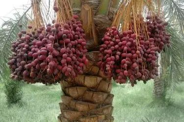 برداشت خرما از نخیلات قصرشیرین آغاز شد