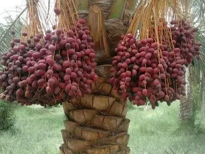 برداشت خرما از نخیلات قصرشیرین آغاز شد