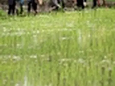 نشای برنج در بیش از ۹۳ درصد شالیزارهای مازندران