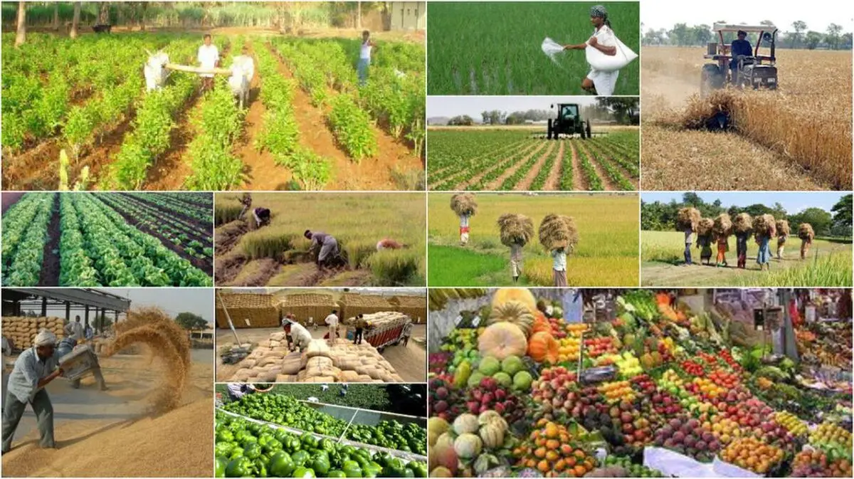 هند کالاهای کشاورزی ایران را نمی‌شناسد/ تجار خود فروخته زعفران افغان را به هند صادر می‌کنند/ بیشترین صادرات ما محصولات پتروشیمی است/ روپیه و یورو مشکلات تحریم را حل می‌کنند