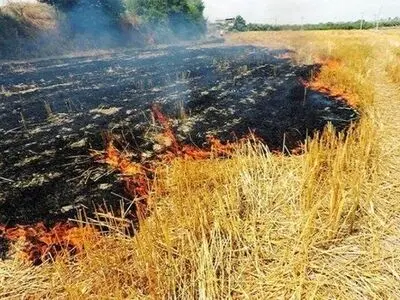 پنج هکتار از مزارع گندم در گیلانغرب در آتش سوخت  