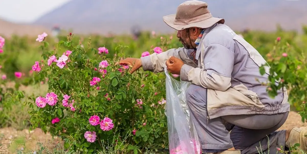 برداشت ۲۰۰ تُن گل محمدی از مزارع جلگه رخ خراسان رضوی