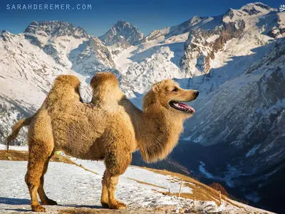 عکس/ ترکیب حیوانات با فتوشاپ 