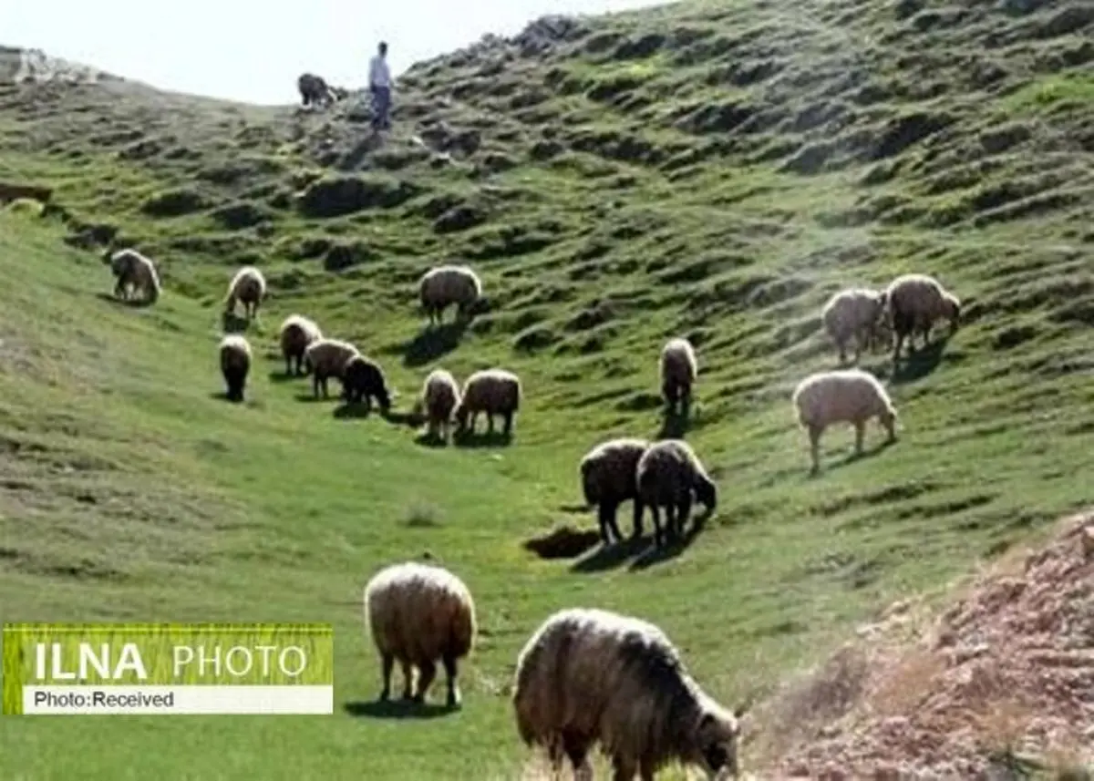 ارجاع ۱۵ پرونده چرای غیرمجاز دام به مراجع قضایی قزوین