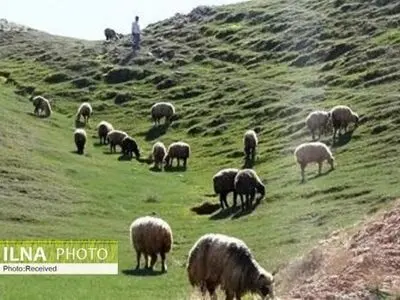 ارجاع ۱۵ پرونده چرای غیرمجاز دام به مراجع قضایی قزوین