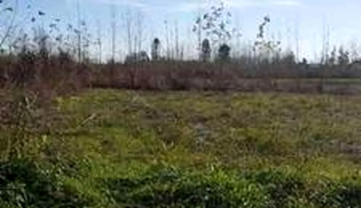 تبانی با مافیا برای اخاذی از مردم/ پشت متخلفان به چه کسی گرم است؟