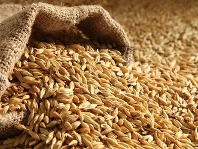 پیش‌بینی تولید 100 هزار تن جو در مزارع قزوین