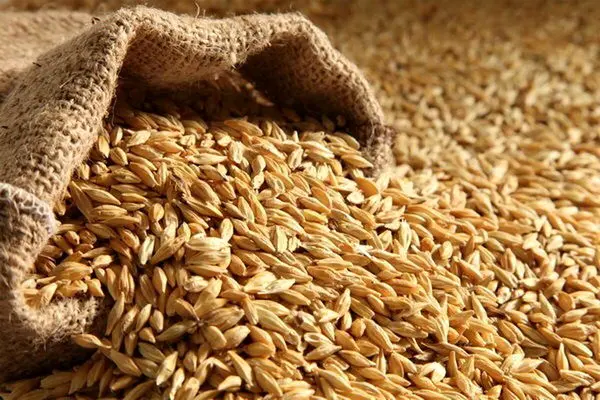 پیش‌بینی تولید 100 هزار تن جو در مزارع قزوین