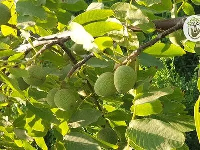علت بار ندادن درخت گردو