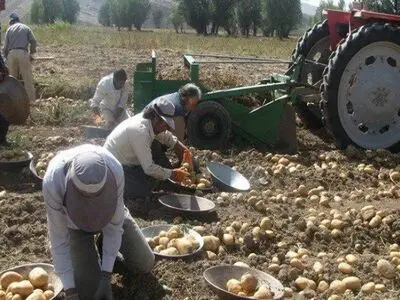پیش‌بینی برداشت ۱۱ هزار تن سیب‌زمینی از مزارع شاهرود