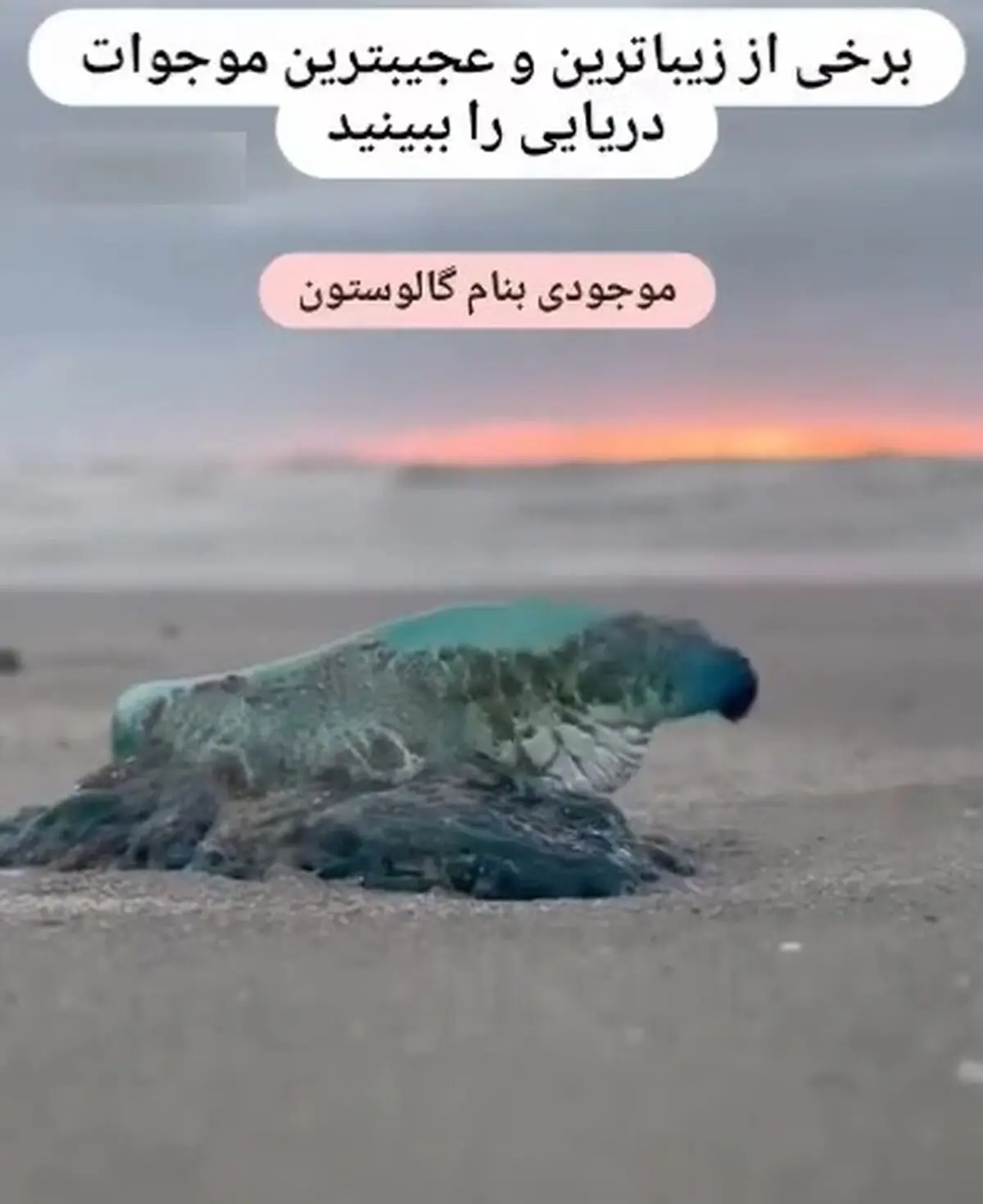 زیباترین و عجیب ترین موجودات دریایی + فیلم