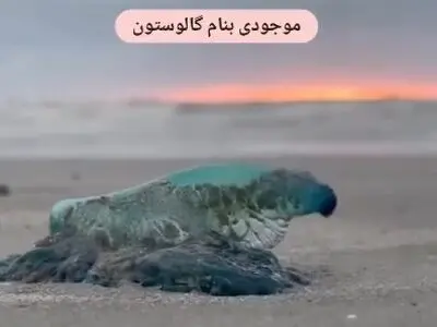 زیباترین و عجیب ترین موجودات دریایی + فیلم
