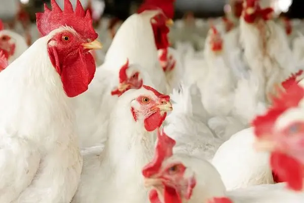 رتبه نخست گیلان در تولید مرغ اجداد در کشور