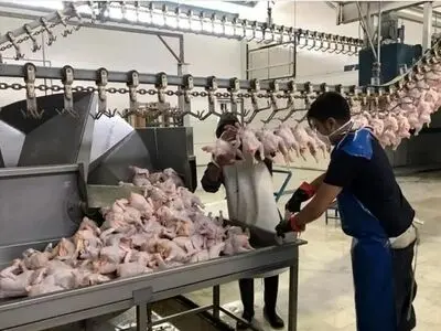 قطعی برق بازار مرغ را مختل می‌کند/ تامین برق کشتارگاه‌ها کفایت نمی‌کند 