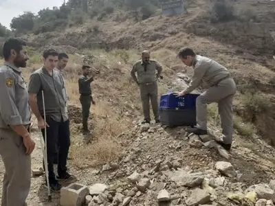 رها سازی ۶ بهله پرنده شکاری در طبیعت استان البرز