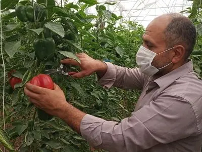 لغو ممنوعیت واردات فلفل از ایران به روسیه