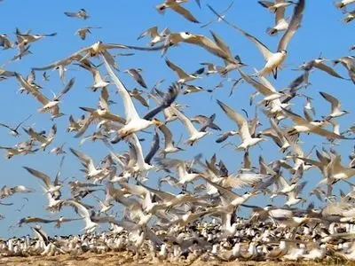 آغاز سرشماری پرندگان در کرمانشاه از ۱۵ دی