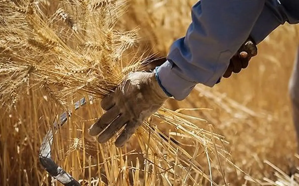 سازوکار بورس کالا، تدبیر دولت برای پرداخت به موقع پول گندمکاران 