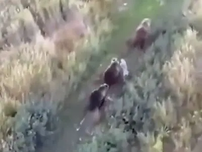 دوستی سگ هاسکی با خرس ها + فیلم