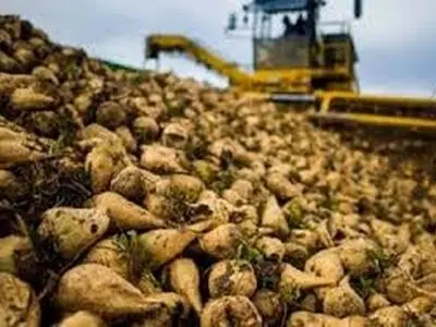 برداشت حدود ۲۴۰ هزار تن چغندرقند از مزارع مناطق گرمسیری کرمانشاه