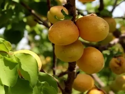 شهر زردآلوی ایران کجاست؟ 
