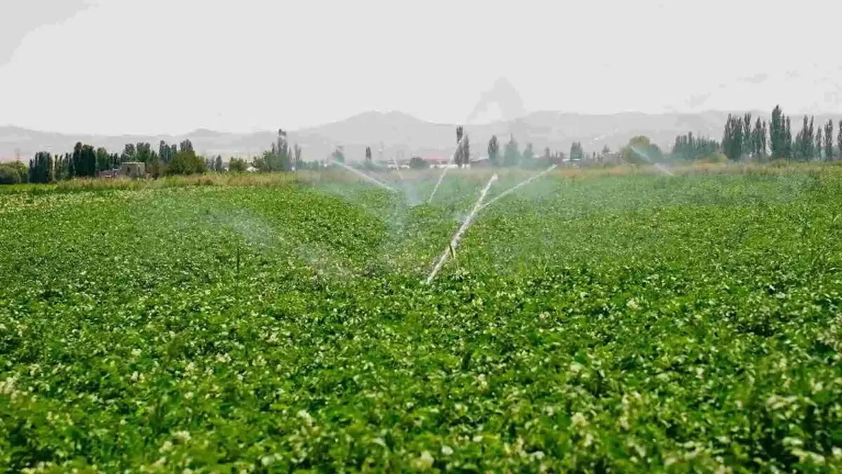 کشت فراسرزمینی در قزاقستان را افزایش می‌دهیم