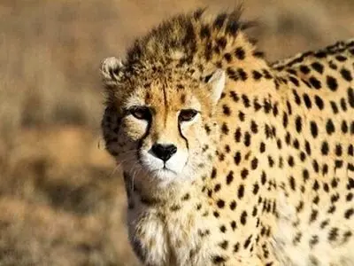 مشاهده یک یوزپلنگ آسیب‌دیده در زیستگاه‌های آزاد اطراف توران