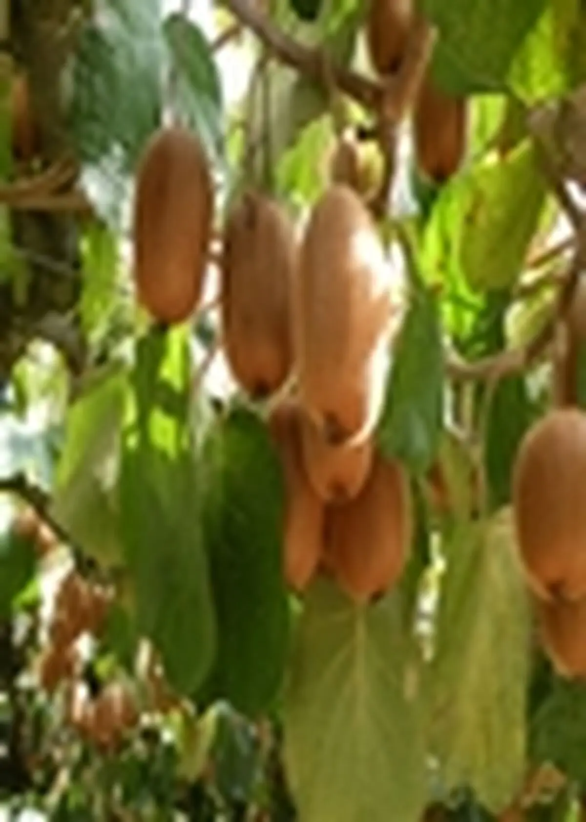 اختصاص ۶۰۰ هکتار از اراضی شهرستان چالوس به کشت کیوی