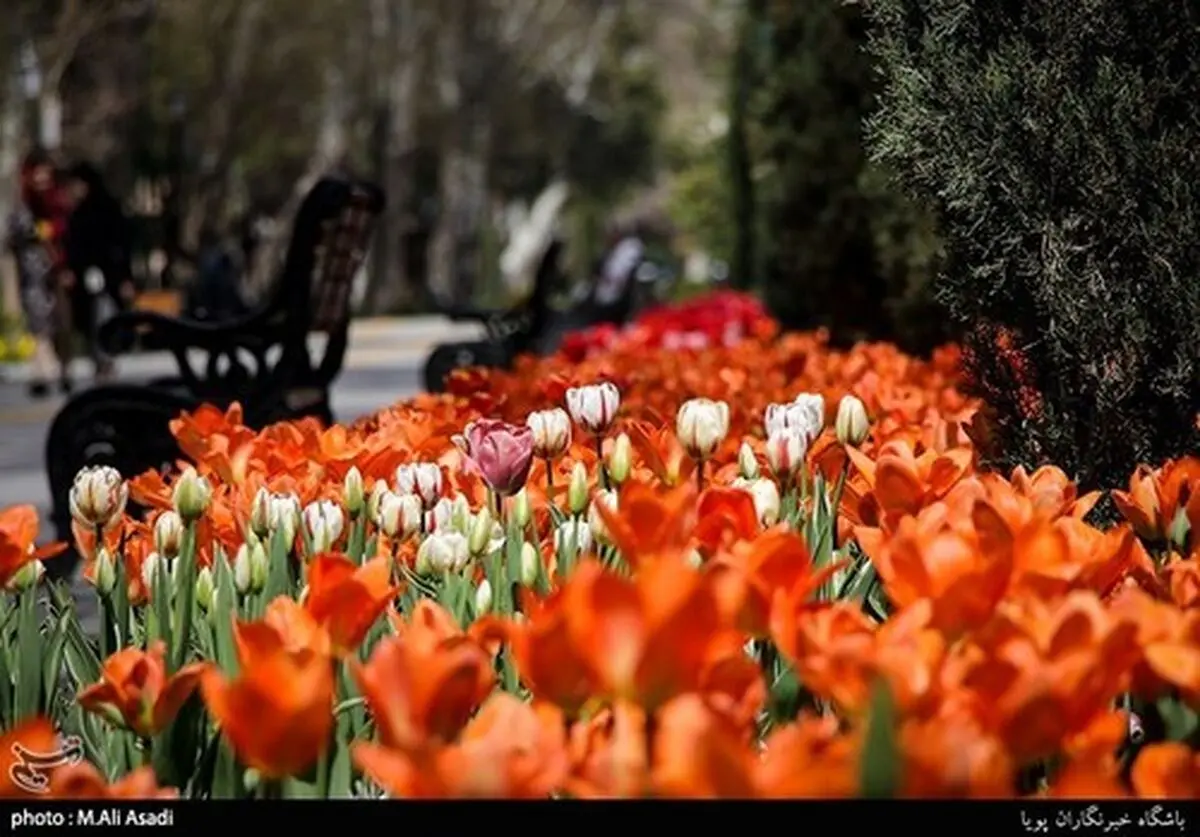 تصاویری از گل‌های لاله در پارک شهر تهران