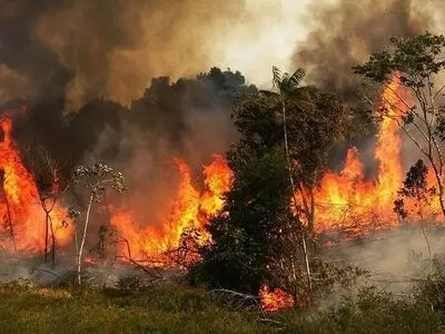 خطر نابودی جنگل‌های زاگرس در ۴۰ سال آینده