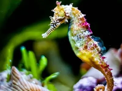 ایران به جمع کشور‌های تکثیر صنعتی اسبک دریایی پیوست