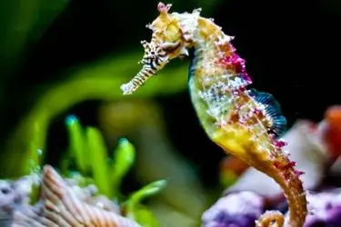 ایران به جمع کشور‌های تکثیر صنعتی اسبک دریایی پیوست