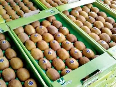 ۴۴۴ تُن محصول کیوی به کشورهای: امارات، پاکستان، عراق و قزاقستان صادر شد