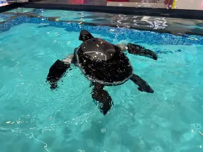 لاک‌پشت رباتیک شناگر؛ ناجی جدید استخرها