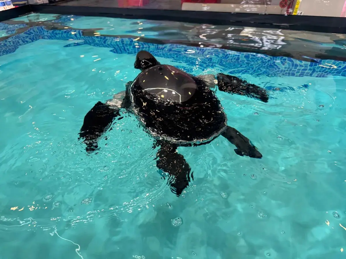 لاک‌پشت رباتیک شناگر؛ ناجی جدید استخرها