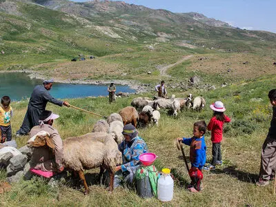 سرانه دام عشایر استان سمنان سه برابر میانگین کشوری است