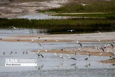 سرشماری زمستانه پرندگان مهاجر در خوزستان پایان یافت؛ تالاب‌ها هنوز تشنه احیأ