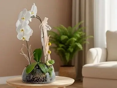 سفارش گیاه آپارتمانی آنلاین با ارسال سریع از گل گیفت