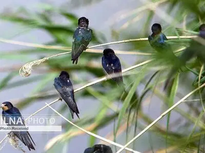کارگاه آموزشی شناخت پرندگان تهران در روز ملی پرنده‌نگری