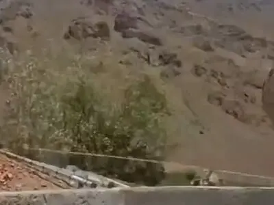 نجات خرس مادر و دو‌توله‌ش در مزرعه پرورش ماهی دامنه زاگرس + فیلم