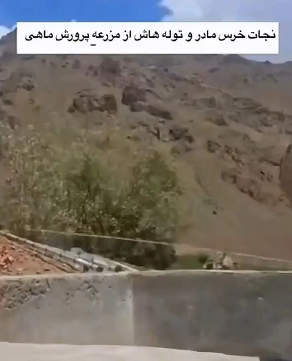 نجات خرس مادر و دو‌توله‌ش در مزرعه پرورش ماهی دامنه زاگرس + فیلم