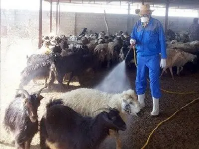 ضدعفونی 102 هزار راس دام در استان مرکزی